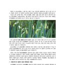 양파(onion)