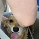 올리스24셀프목욕 이미지