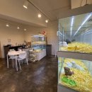 펫퍼스트 24시 강아지분양 고양이분양 이미지