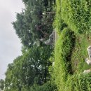 26-7/19-일 샌드위치-아침밥 허준근린공원-산책 공암나루근린공원-산책 새마을식당-점심 이미지