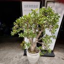 일송정 중화요리 이미지