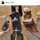 멍멍아 산책가자 이미지