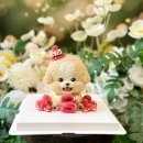 디어 마이 독 이미지