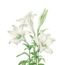 보테니컬아트 이미지