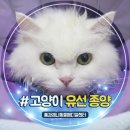 봉하9-26 농로 | 고양이 유선종양 증상과 전이, 수술 후 조직검사 결과까지 안산 동물병원 톰과제니