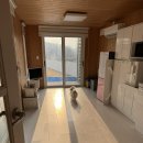 오송애견 이미지