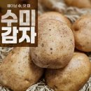 감자 이미지