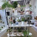 24시꽃 | 배곧 화병꽂이 플로에브 기념일 꽃선물 추천 배곧 24시 꽃집 픽업 후기