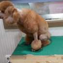 피닉스동물병원 이미지