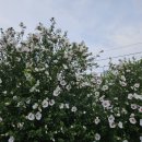 무궁화모텔 이미지