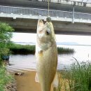 장안대교(밑) 이미지