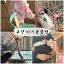 토끼와당근어린이집 | 고양동물원 : 찬우물 아기동물원 / 토끼 먹이주기 체험