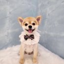 조이댕댕 이미지