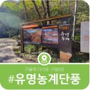 농계 | 가평 유명농계 단풍길, 단풍이 시작된 유명계곡의 모습