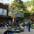 고양이정원 이미지