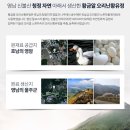 황금오리알 이미지