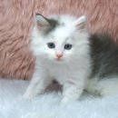 경현켄넬 이미지