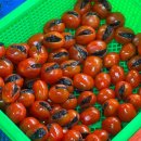 미찌 | [대만 여행 정보] 대만 길거리 이색먹거리 추천 ‘미찌엔 토마토’ &amp; 가격, 먹어본 후기 등