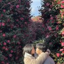 기정농장 | 연말제주 3일차 (낭쿰낭쿰, 귤따기체험, 제주동백수목원, 친봉산장, 먹고정 흑돼지, 제주약수터)