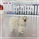 댕댕애견 | 인천 영종도 실내 애견카페 추천 | 댕댕존 애견유치원 방문 후기