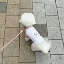 엔젤드로잉 반려동물티셔츠 제작후기