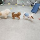 댕댕이 지구대 이미지