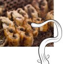 식(食)인문학 | 정력엔 ‘펄떡펄떡’ 꼬리? 몸통이 억울하겠네 이미지