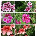 페라고늄 랜디(Pelargonium Randy) 이미지