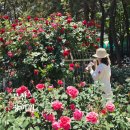 몰운대입구 공중화장실 | 부산 장미원 주차 정보 | 5월 장미 개화상황 실시간 후기