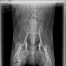 삼성동물종합병원 이미지