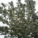 우체국 이팝나무 이미지