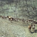 사슴자연방목장 이미지