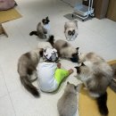 폴인캣츠 | 부산 고양이 카페 폴인캣츠 재방문