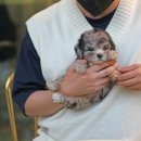 퍼피 비비드 강아지분양 하남미사본점 이미지