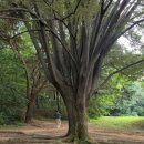 숲속의 오케스트라 이미지