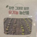 백삼농장 이미지