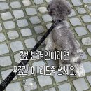 우리미터 | 강아지 올바른 산책방법 초보 반려인을 위한 리드줄 추천 (하밋 리드미터 후기)