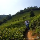 율포펜션 | 녹차마을, 율포 해수욕장, 그린빌 펜션: 전남 보성 여행(feat. 보성 녹차밭 녹차 라떼, 숙소 내돈내산...