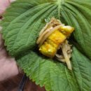 쟁이 - 김해시 | 학익동맛집 배미쟁이, 회식으로 다녀온 민물장어맛집 내돈내산 후기
