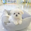 꽃강아지 이미지