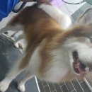 그루밍 캐나다 이미지