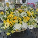 프리지아A | 대구 결혼기념일 꽃다발,뭘 선물해야 할까?｜ 장미·프리지아·믹스·꽃바구니 인기 순위 총정리