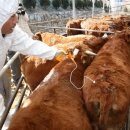 연합가축병원 이미지