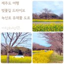 서귀포세화솔라 발전소 | 제주 벚꽃 명소 가시리 녹산로 유채꽃도로 주차 실시간 개화 상황 3/27