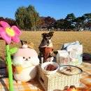 댕댕주방 이미지