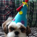 반려하다 이미지