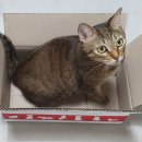 설이헤어라인 | 힐스 어덜트 인도어 고양이 사료 체험 후기