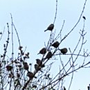 토실이네 이미지