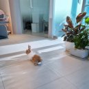 클로버 동물병원 이미지