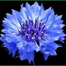 행복flower 이미지